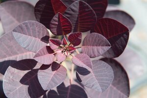 Cotinus cog. 'Royal Purple' 60-80 cm met kluit - afbeelding 2