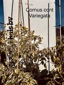 Cornus controversa 'Variegata' 100-125 cm met kluit - afbeelding 3