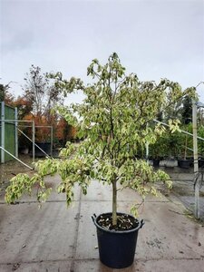 Cornus controversa 'Variegata' 175-200 cm cont. 50L