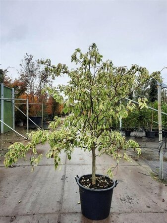 Cornus controversa 'Variegata' 175-200 cm cont. 50L - image 1
