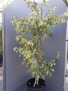 Cornus controversa 'Variegata' 175-200 cm cont. 50L - image 2