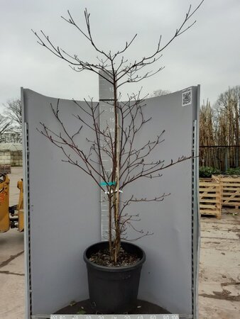 Cornus controversa 'Variegata' 175-200 cm cont. 70L - image 2