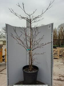 Cornus controversa 'Variegata' 175-200 cm cont. 70L - image 2