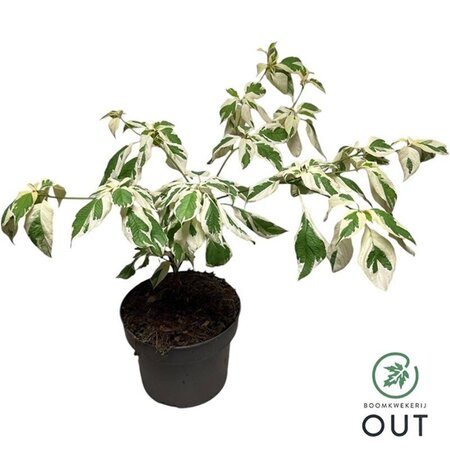 Cornus controversa 'Variegata' 50-60 cm cont. 5,0L - afbeelding 1