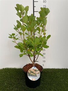 Cotinus cog. 'Young Lady' 40-60 cm cont. 3,0L