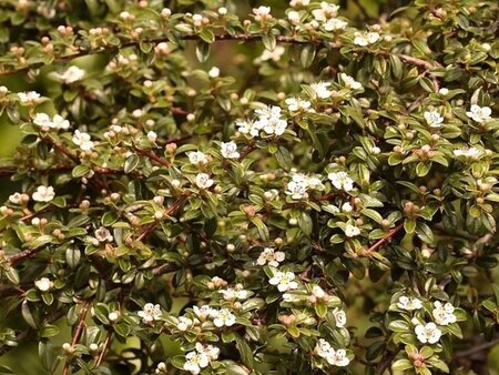 Cotoneaster dammeri 25-30 cm cont. 2,0L - afbeelding 1