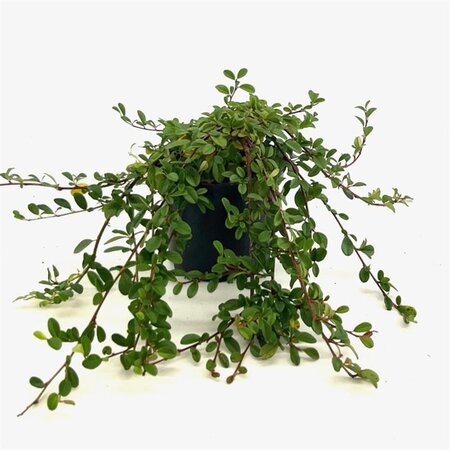 Cotoneaster dammeri 25-30 cm cont. 2,0L - afbeelding 5