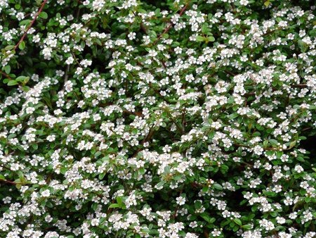 Cotoneaster dammeri geen maat specificatie cont. 2,0L - afbeelding 1