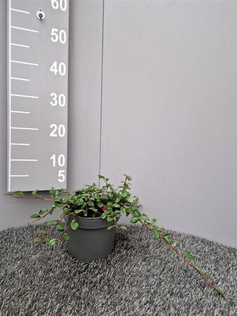 Cotoneaster dammeri geen maat specificatie cont. 2,0L - afbeelding 2