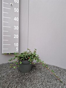 Cotoneaster dammeri geen maat specificatie cont. 2,0L - afbeelding 2