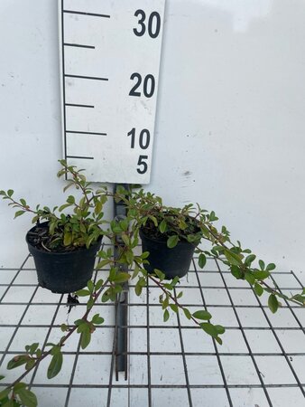 Cotoneaster dam. 'Major' geen maat specificatie cont. 1L - afbeelding 3