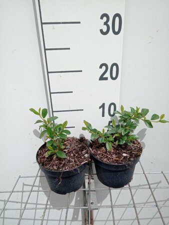 Cotoneaster dam. 'Major' geen maat specificatie cont. 1L - afbeelding 4
