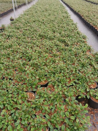 Cotoneaster dam. 'Major' geen maat specificatie cont. 1L - afbeelding 3