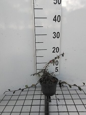 Cotoneaster dam. 'Major' geen maat specificatie cont. 1L - afbeelding 5