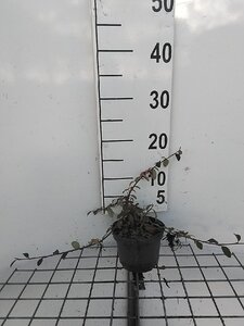 Cotoneaster dam. 'Major' geen maat specificatie cont. 1L - afbeelding 5