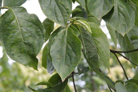 Cornus 'Eddie's White Wonder' 100-125 cm met kluit - afbeelding 2
