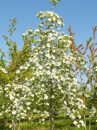 Cornus 'Eddie's White Wonder' 60-80 cm met kluit - afbeelding 1