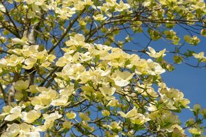 Cornus 'Eddie's White Wonder' 60-80 cm met kluit - afbeelding 8