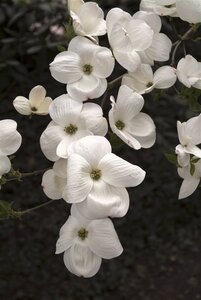 Cornus 'Eddie's White Wonder' 60-80 cm met kluit - afbeelding 9