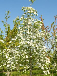 Cornus 'Eddie's White Wonder' 80-100 cm met kluit