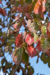 Cornus 'Eddie's White Wonder' 80-100 cm met kluit - afbeelding 6