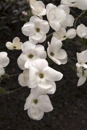 Cornus 'Eddie's White Wonder' 80-100 cm met kluit - afbeelding 9
