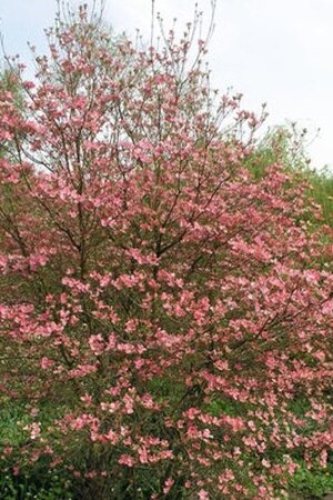 Cornus fl. 'Cherokee Chief' 60-80 cm met kluit - afbeelding 2
