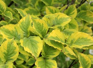 Cornus fl. 'Rainbow' 60-80 cm met kluit