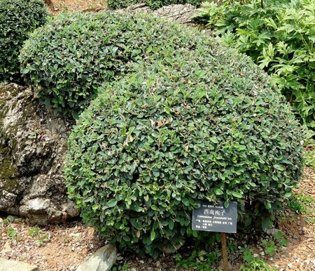 Cotoneaster franchetii 100-125 cm cont. 3,0L - afbeelding 1