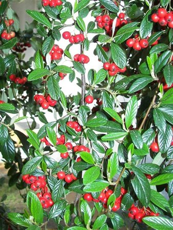 Cotoneaster franchetii 100-125 cm cont. 3,0L - afbeelding 2