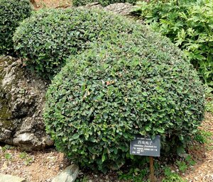 Cotoneaster franchetii 60-80 cm cont. 10L