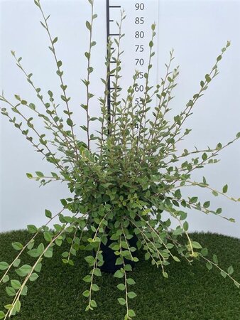 Cotoneaster franchetii 60-80 cm cont. 3,0L - afbeelding 3