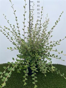 Cotoneaster franchetii 60-80 cm cont. 3,0L - afbeelding 3