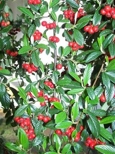 Cotoneaster franchetii 60-80 cm cont. 3,0L - afbeelding 2