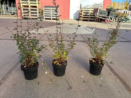Cotoneaster franchetii geen maat specificatie cont. 1,3L