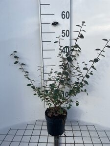 Cotoneaster franchetii geen maat specificatie cont. 1,3L