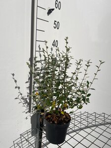 Cotoneaster franchetii geen maat specificatie cont. 1,3L