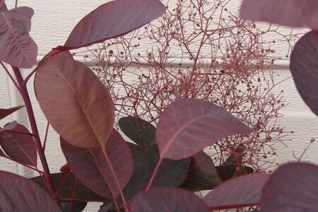 Cotinus 'Grace' 100-125 cm container - afbeelding 1