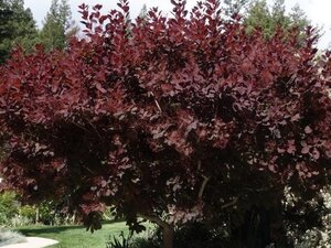 Cotinus 'Grace' 150-175 cm container - afbeelding 2
