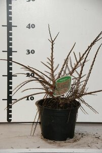 Cotoneaster horizontalis 25-30 cm cont. 2,0L - afbeelding 7