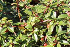 Cotoneaster horizontalis 25-30 cm cont. 2,0L - afbeelding 3