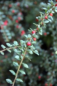 Cotoneaster horizontalis 25-30 cm cont. 2,0L - afbeelding 6