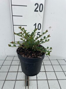 Cotoneaster horizontalis geen maat specificatie cont. 1,3L - afbeelding 2