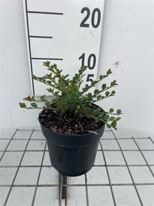 Cotoneaster horizontalis geen maat specificatie cont. 1,3L