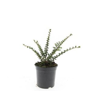 Cotoneaster horizontalis geen maat specificatie cont. 1,5L