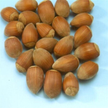 Corylus 'Halle'sche Riesen' 200-250 cm cont. 20L - afbeelding 1