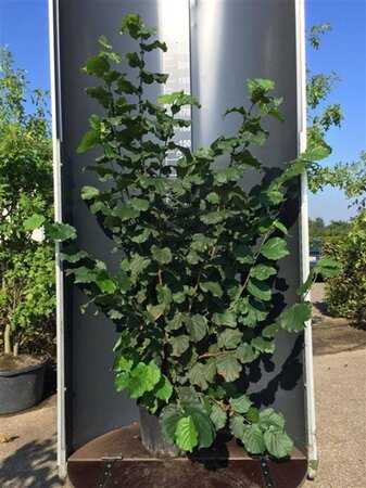 Corylus 'Halle'sche Riesen' 200-250 cm cont. 20L - afbeelding 3