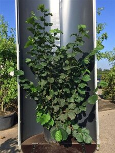 Corylus 'Halle'sche Riesen' 200-250 cm cont. 20L - afbeelding 3