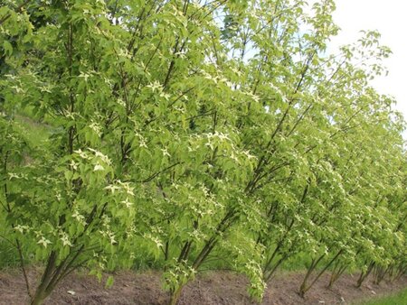 Cornus k. 'China Girl' 100-125 cm met kluit - afbeelding 1