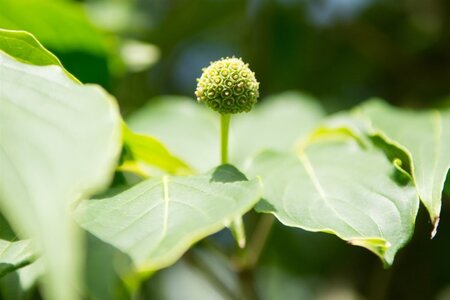 Cornus k. 'China Girl' 100-125 cm met kluit - afbeelding 12